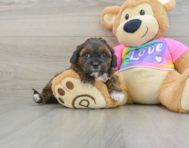 8 week old Shih Poo Puppy For Sale - Lone Star Pups