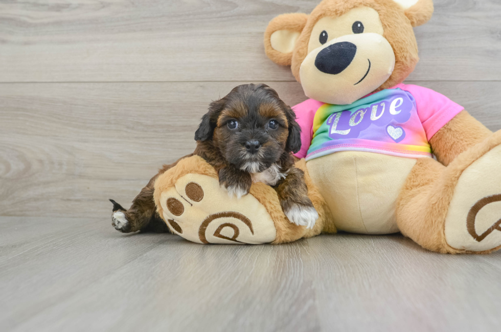 5 week old Shih Poo Puppy For Sale - Lone Star Pups