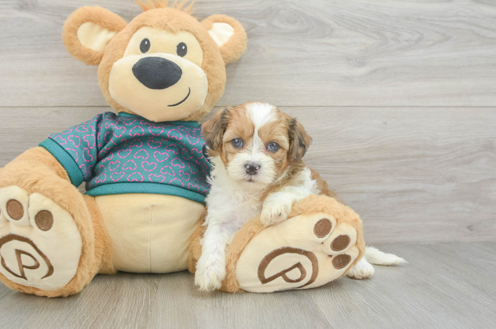 5 week old Shih Poo Puppy For Sale - Lone Star Pups