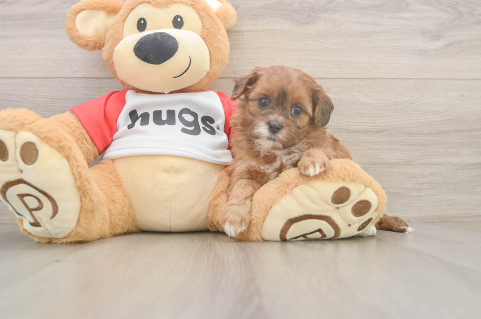 5 week old Shih Poo Puppy For Sale - Lone Star Pups