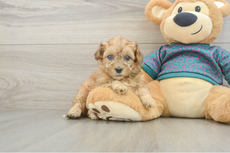 Shih Poo Puppy for Adoption