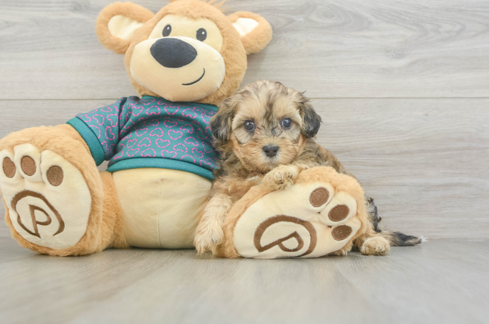 5 week old Shih Poo Puppy For Sale - Lone Star Pups