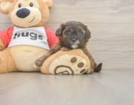 8 week old Shih Poo Puppy For Sale - Lone Star Pups