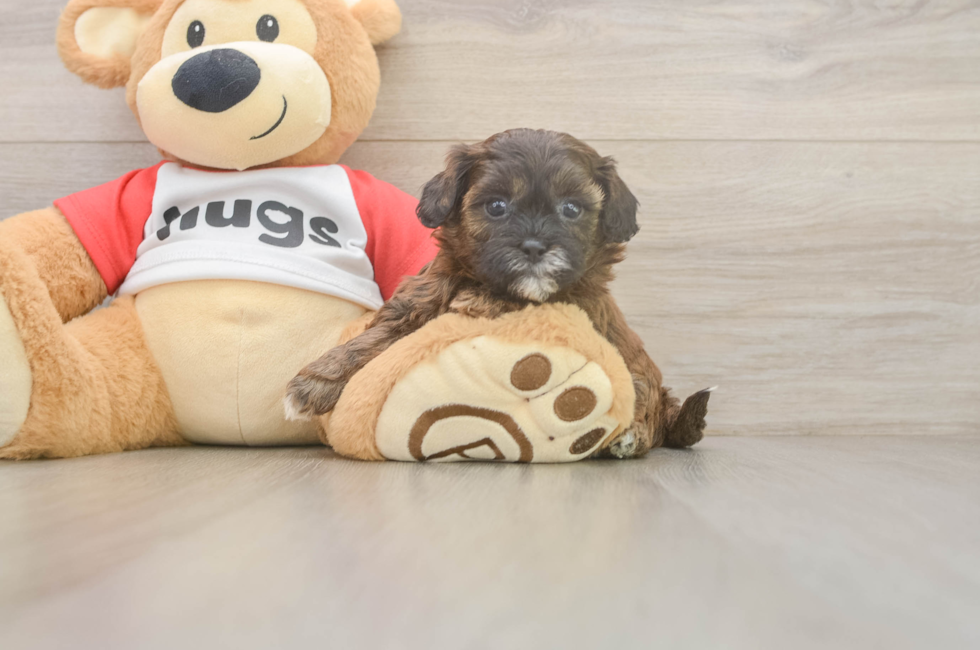 5 week old Shih Poo Puppy For Sale - Lone Star Pups