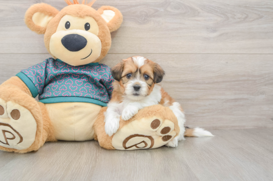 Shih Poo Pup Being Cute
