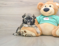 8 week old Shih Poo Puppy For Sale - Lone Star Pups