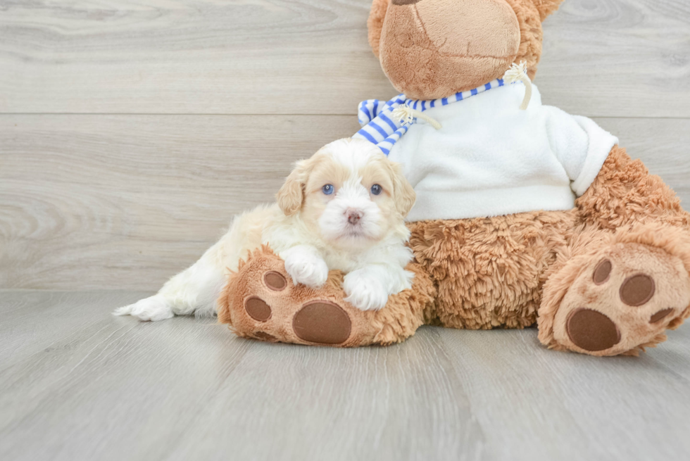 Shih Poo Puppy for Adoption