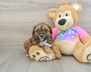 8 week old Shih Poo Puppy For Sale - Lone Star Pups