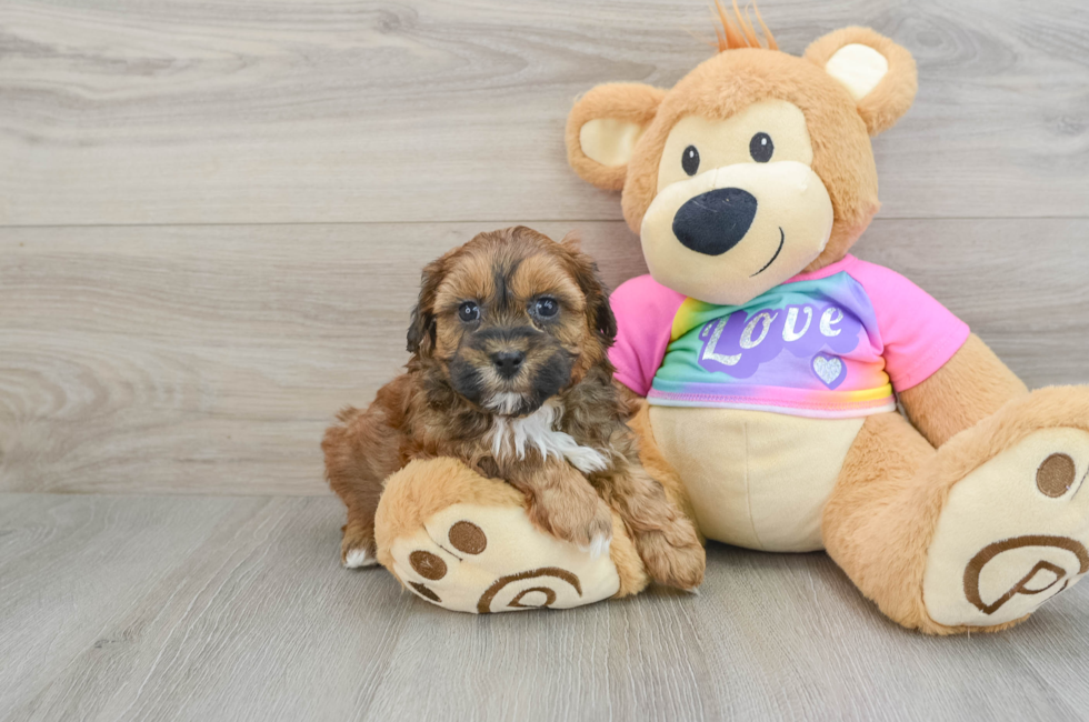 5 week old Shih Poo Puppy For Sale - Lone Star Pups