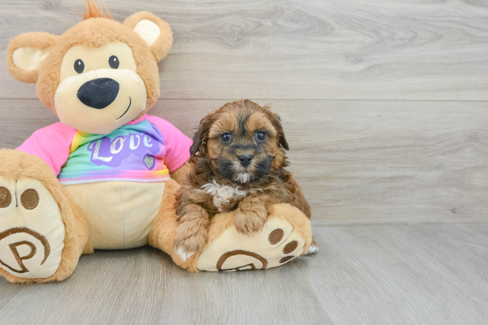 Petite Shih Poo Poodle Mix Pup