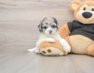 5 week old Shih Poo Puppy For Sale - Lone Star Pups