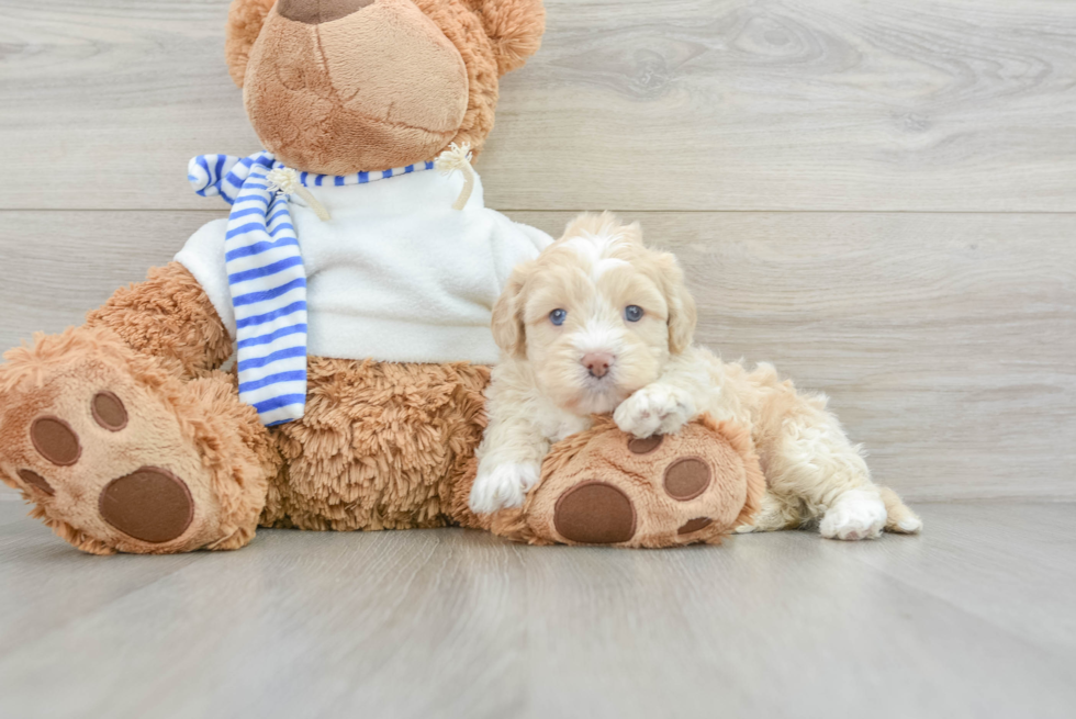 Shih Poo Puppy for Adoption