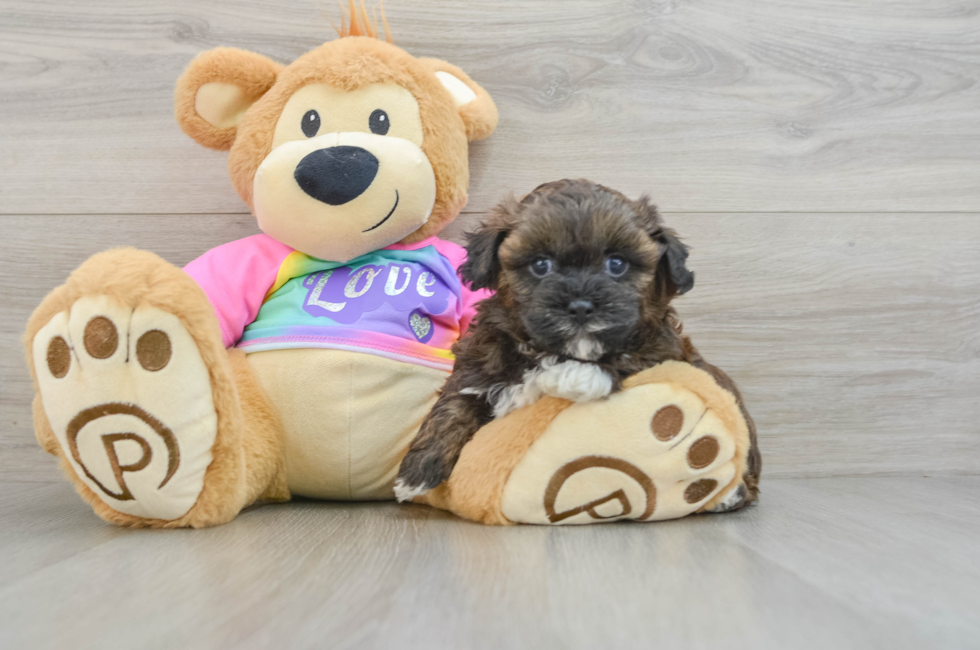 5 week old Shih Poo Puppy For Sale - Lone Star Pups