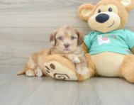 6 week old Shih Poo Puppy For Sale - Lone Star Pups