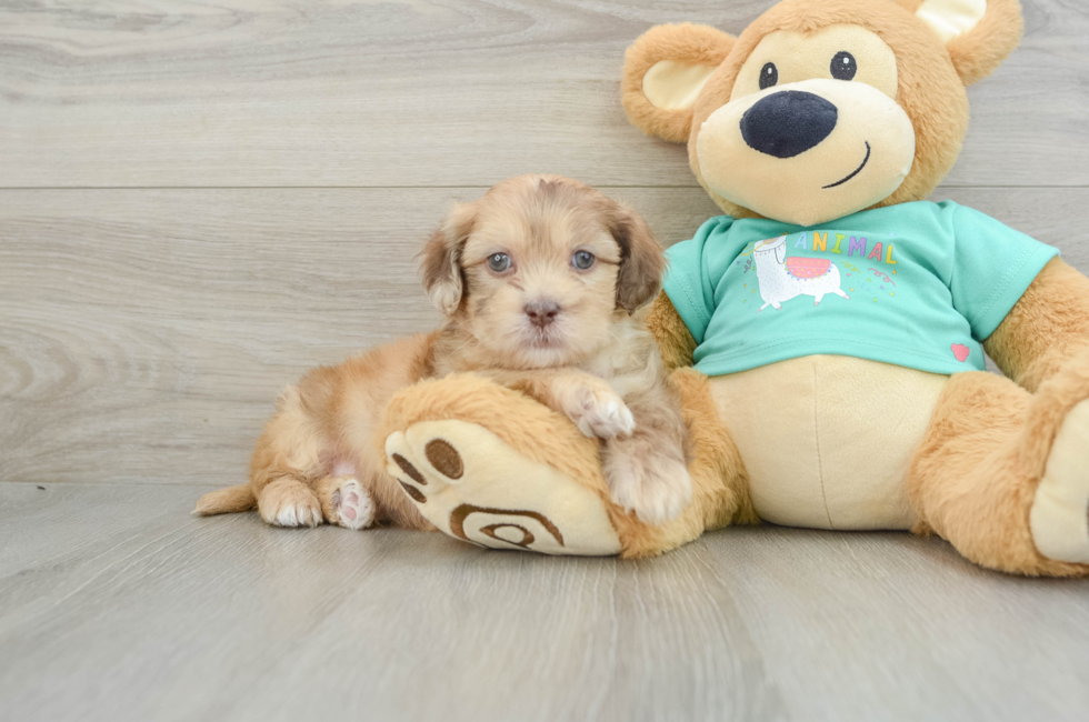 6 week old Shih Poo Puppy For Sale - Lone Star Pups