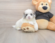 5 week old Shih Poo Puppy For Sale - Lone Star Pups