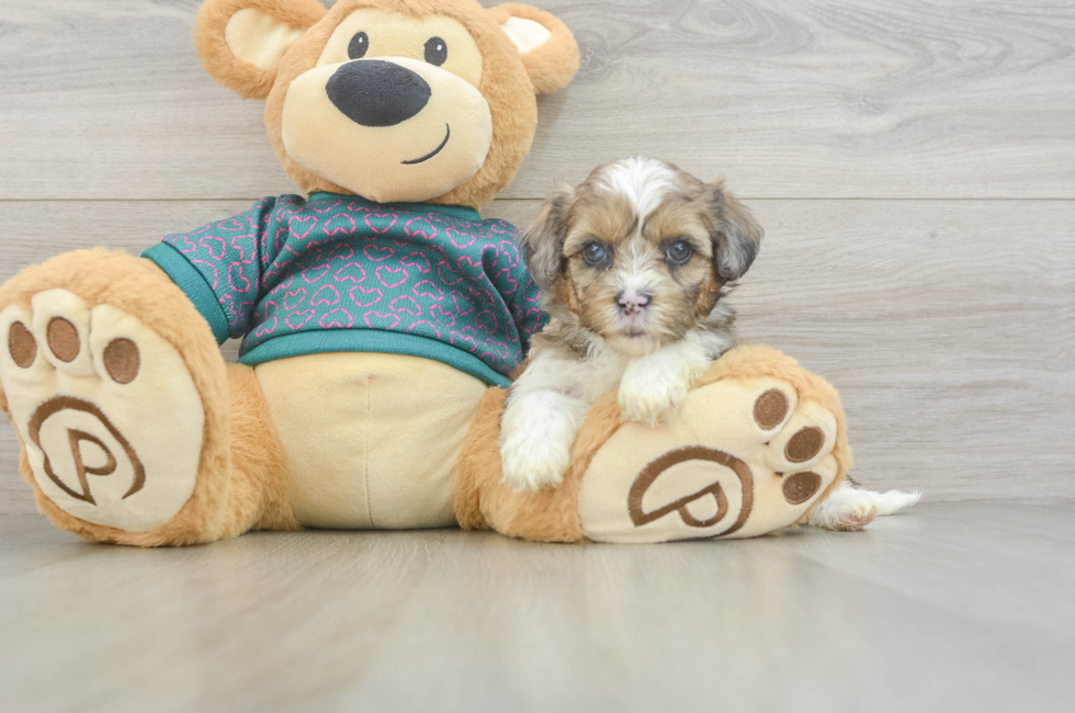 5 week old Shih Poo Puppy For Sale - Lone Star Pups