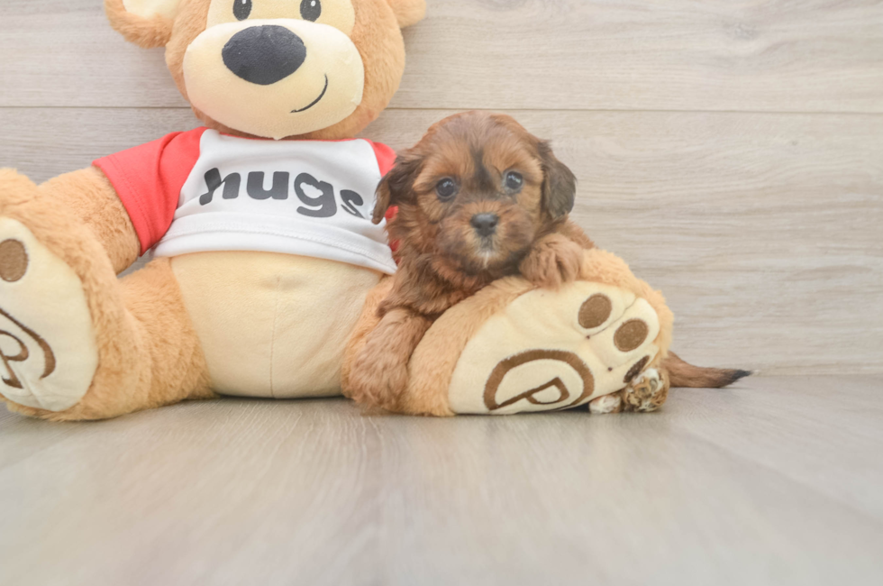 5 week old Shih Poo Puppy For Sale - Lone Star Pups