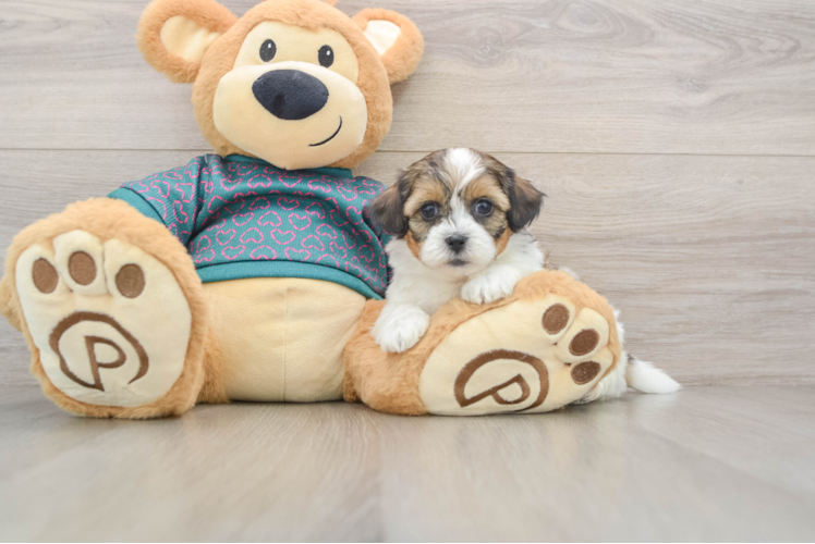 Shih Poo Puppy for Adoption