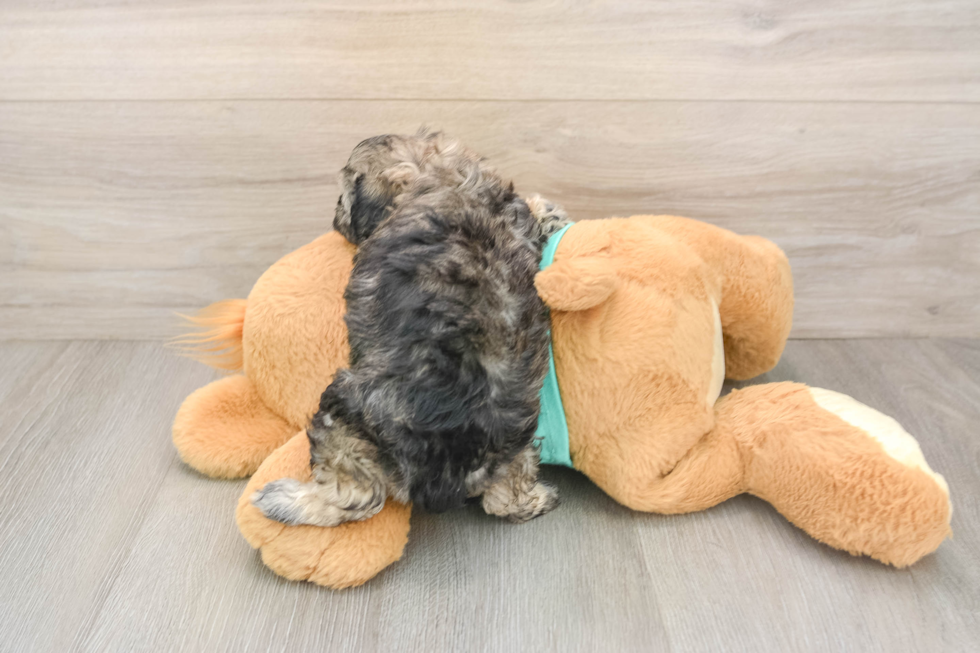 Shih Poo Puppy for Adoption