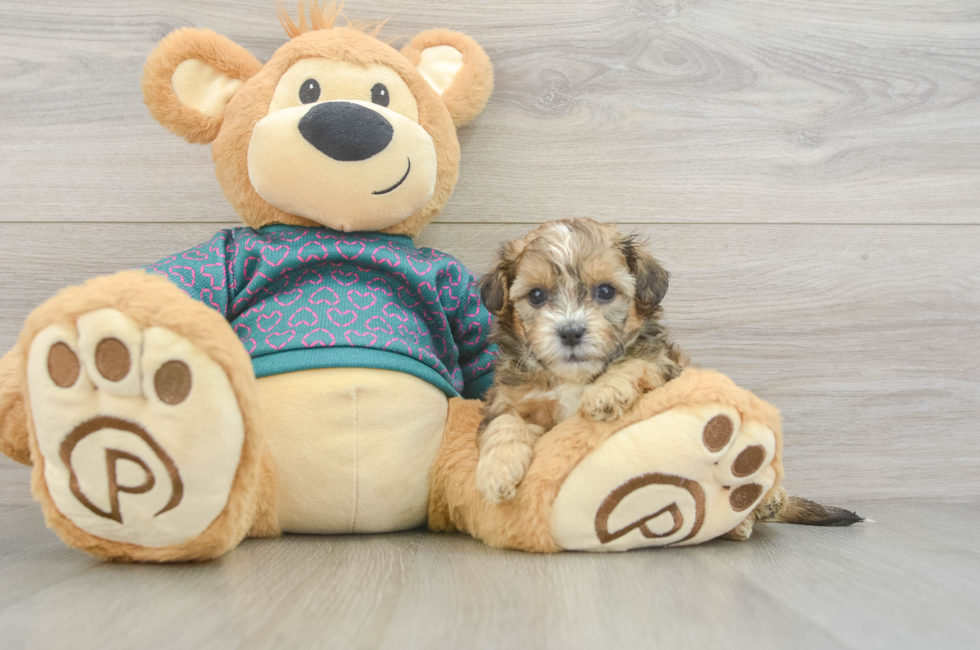 5 week old Shih Poo Puppy For Sale - Lone Star Pups