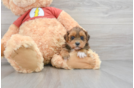 Happy Shih Poo Baby
