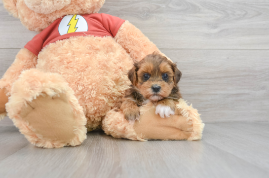 Happy Shih Poo Baby