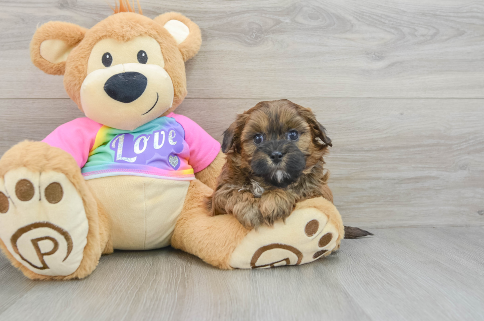 5 week old Shih Poo Puppy For Sale - Lone Star Pups