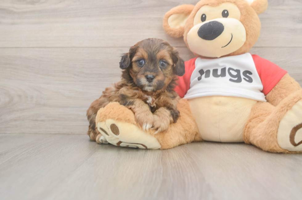 5 week old Shih Poo Puppy For Sale - Lone Star Pups