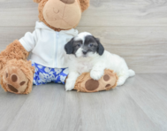 10 week old Shih Poo Puppy For Sale - Lone Star Pups