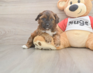 8 week old Shih Poo Puppy For Sale - Lone Star Pups