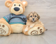 8 week old Shih Poo Puppy For Sale - Lone Star Pups