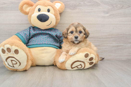 Adorable Shih Poo Poodle Mix Puppy