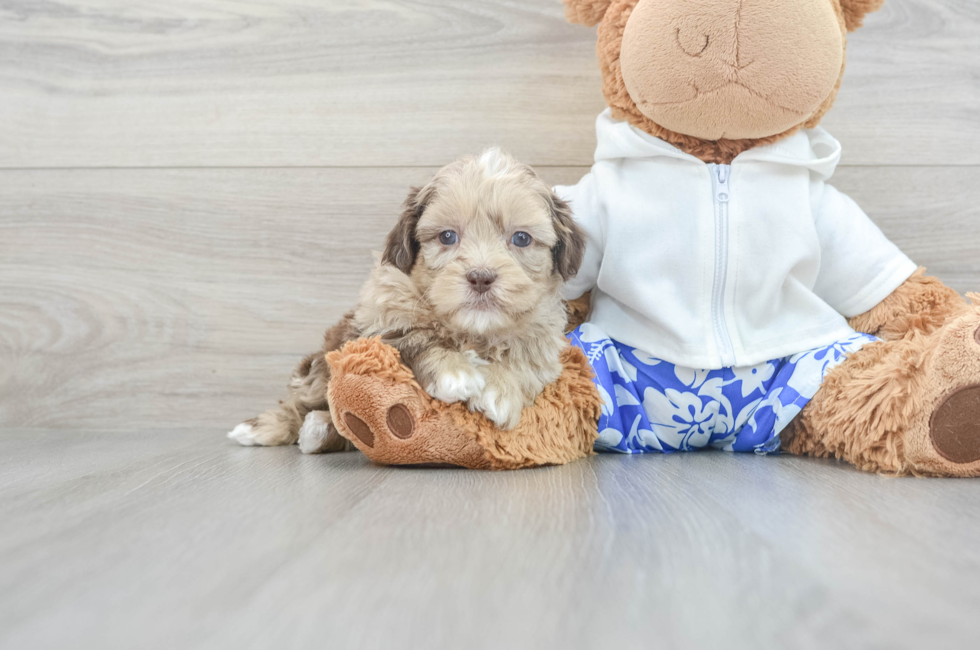 5 week old Shih Poo Puppy For Sale - Lone Star Pups