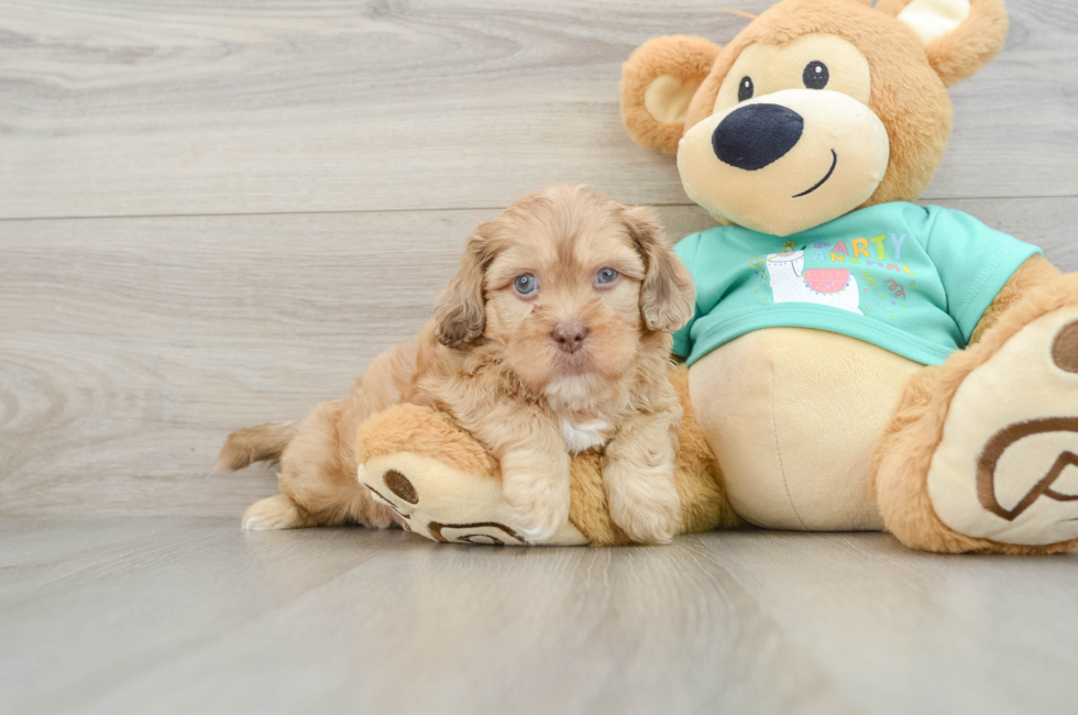 6 week old Shih Poo Puppy For Sale - Lone Star Pups