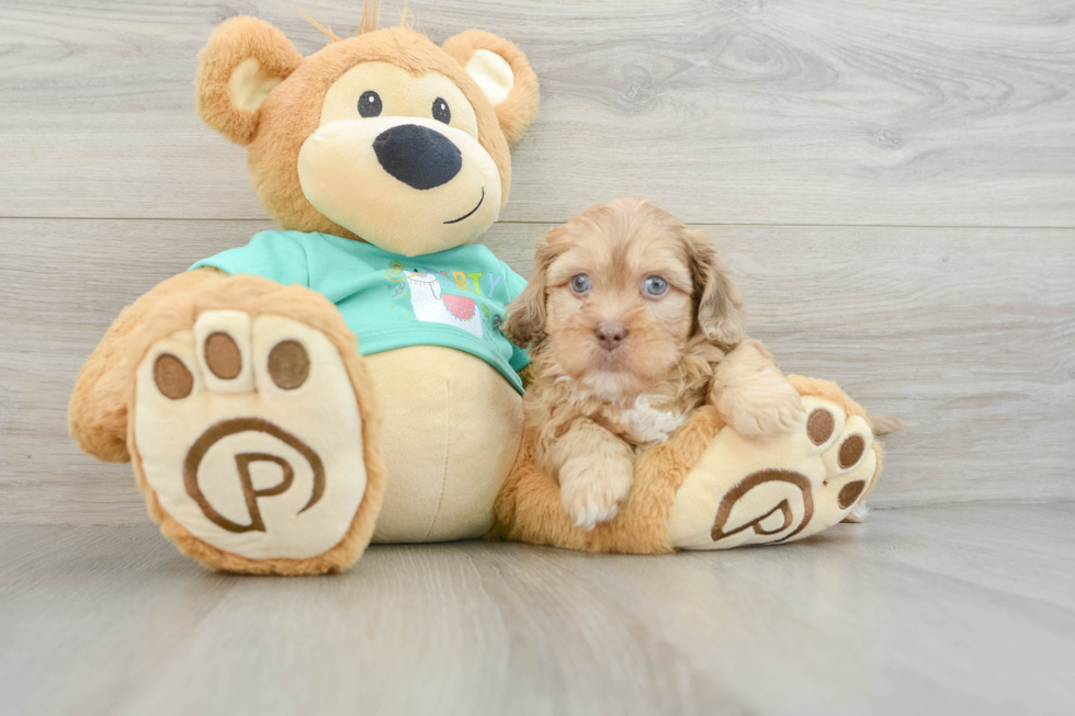 Friendly Shih Poo Baby