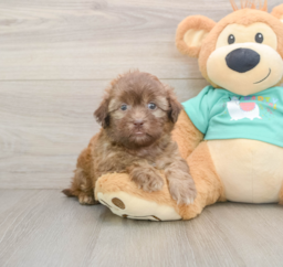 8 week old Shih Poo Puppy For Sale - Lone Star Pups