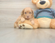 5 week old Shih Poo Puppy For Sale - Lone Star Pups