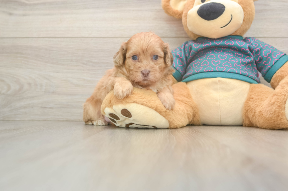 5 week old Shih Poo Puppy For Sale - Lone Star Pups