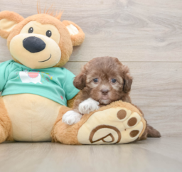 9 week old Shih Poo Puppy For Sale - Lone Star Pups