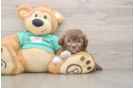 Popular Shih Poo Poodle Mix Pup