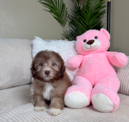 10 week old Shih Poo Puppy For Sale - Lone Star Pups