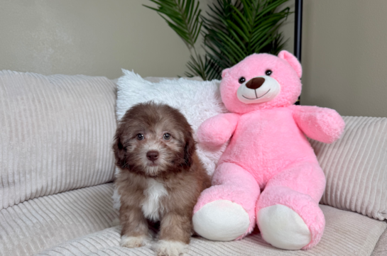 Cute Shih Poo Baby