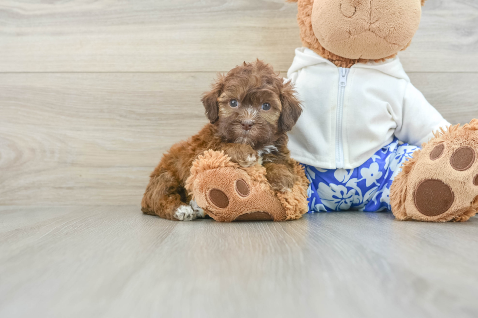 Happy Shih Poo Baby