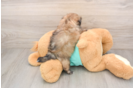 Popular Shih Tzu Baby