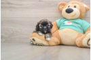 Best Shih Tzu Baby
