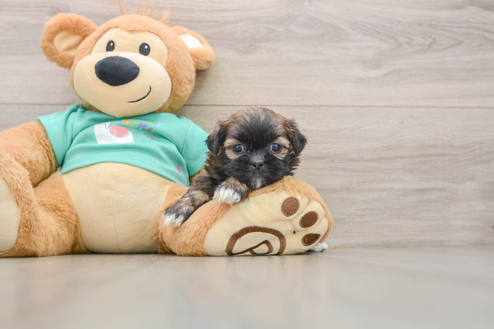 Friendly Shih Tzu Baby
