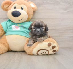 5 week old Shih Tzu Puppy For Sale - Lone Star Pups