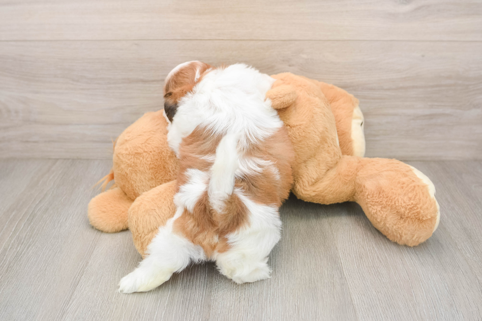 Best Shih Tzu Baby