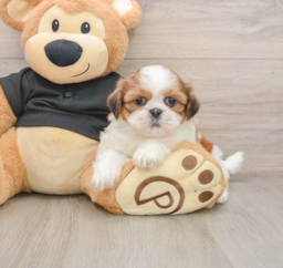 5 week old Shih Tzu Puppy For Sale - Lone Star Pups